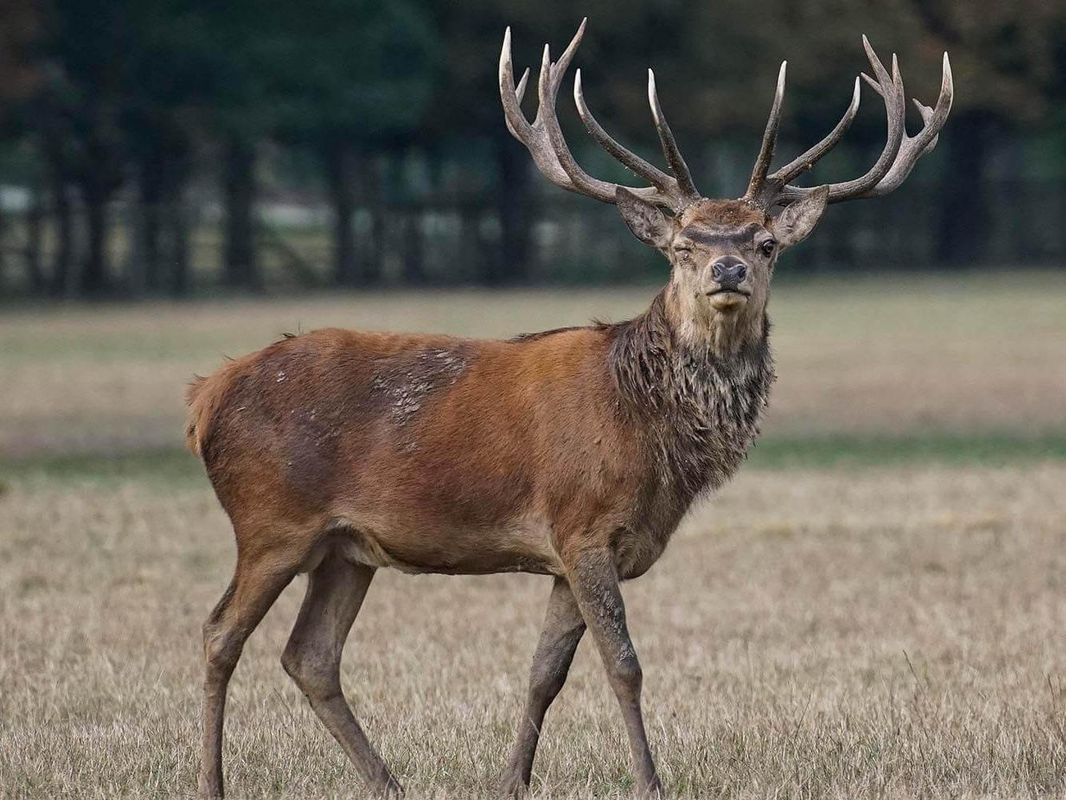 Foto: HUK Coburg - Ein Zusammenstoß mit einem kapitalen Hirsch kann dramatische Folgen für Auto, seine Insassen und das Tier haben